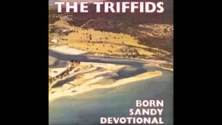 THE TRIFFIDS  CONVENT WALLS