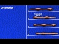 Earthworm: movement - hydrostatic skeleton