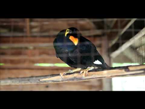 talking Thai bird says Sawadikap