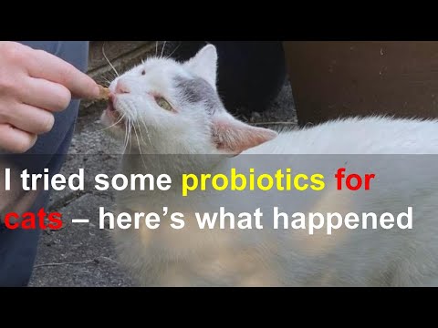 I tried some probiotics for cats – here’s what happened