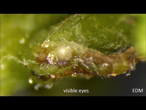 Lobesia botrana, eggs 1 gen, 27apr2020, ED Marchesini