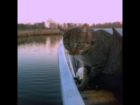 Cutie Cat & Dogs on a Boat Trip