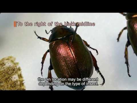 Mounting Insects for Preservation