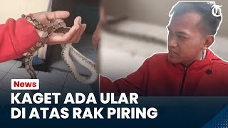 Bogor Hari Ini: Hendak Ngambil Gelas, Warga Ciomas Kaget Ada Ular Sanca Melilit di Atas Rak Piring