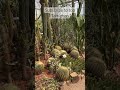 Thottakalai Thurai Maintain Panuthu Pola Shortsfeed Trees Plants Naturelovers Horticulture