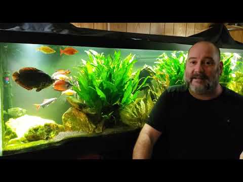 YouTube video about: How to euthanize a fish with baking soda?
