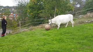 Cow plays fetch - 1005400