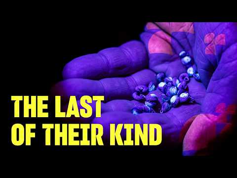 Here's how we rescued these critically endangered snails