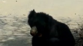 Freely roaming Bears at Bannerghatta National Park, Bengaluru 