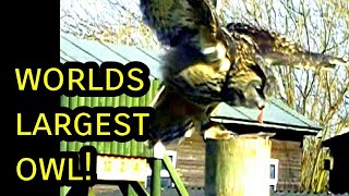 preview picture of video 'European Eagle Owl (Eurasian Eagle Owl)'