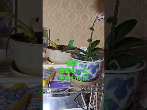 蘭を活性化させるアジアの秘訣は何でしょうか？永遠に開花する極東の魔法  庭園