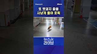 또 멧돼지 출몰 사냥개 풀어 포획 #채널A #shorts #뉴스A라이브