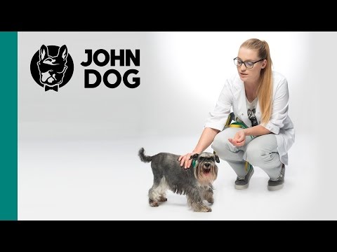 Jak pomóc psu przetrwać upalne lato? - ZDROWIE PSA - John Dog