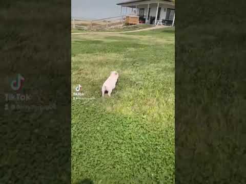 Don’t run from the Lord! (Daisy the mini pig) 😂