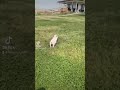 Don’t run from the Lord! (Daisy the mini pig) 😂