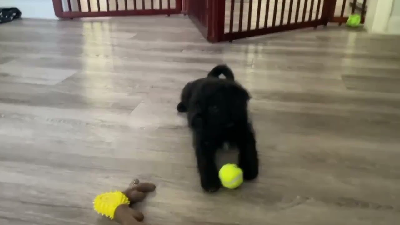 Enlarge Murphy, a Adoptable mixed breed in Ellicott City, MD video 6/6