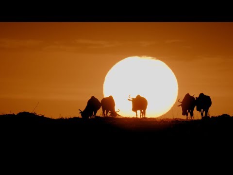 Serengeti: Nature’s Living Laboratory | HHMI BioInteractive Video