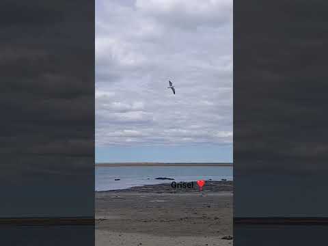 pesca de robalo en Puerto San Julián Santa Cruz Argentina 🥰