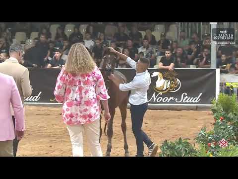 N 231 INSHOODAH AL AMEEN   Israel Breeders' Show 2023   Yearling Fillys Class F Class 23