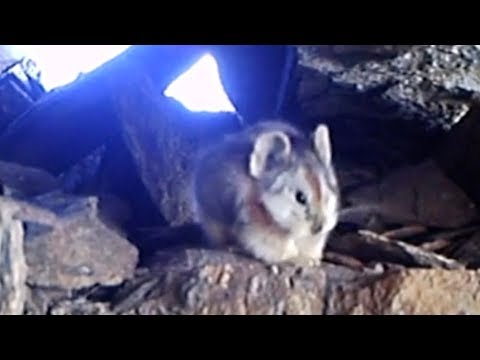 download lagu mp3 mp4 Ili Pika, download lagu Ili Pika gratis, unduh video klip Ili Pika