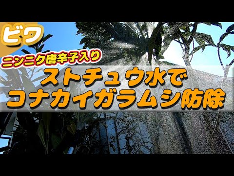 庭のコナカイガラムシの治療法: 祖母の効果的な 5 つの治​​療法  庭園