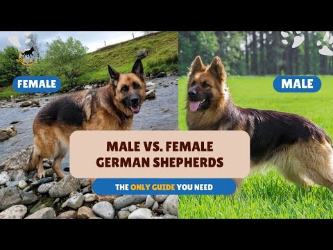 Male vs. Female German Shepherds (ONLY Guide You Need) | How I Chose My #GSD | World of Dogz