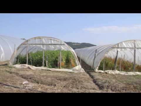 Proizvodnja paprike u selu Donji Stupanj   U nasem ataru 654