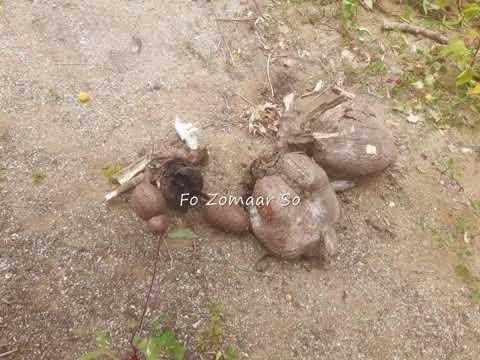 Kraboe No Abie Ede Instrumental Kaseko Saxofoon  by George Schermacher 1964