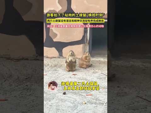 遊客拍下了站崗的土撥鼠