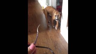 Dog ate some glasses