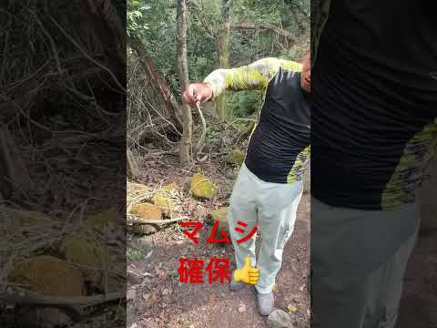 自然に毒蛇を追い払う方法は？傷つけずに追い払う5つのヒント  庭園