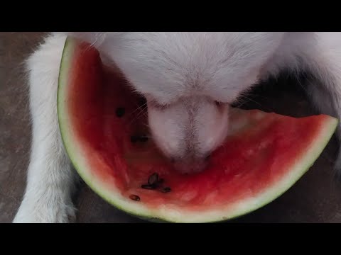 Dog tries watermelon for the first time..🤪 ( Hilarious)