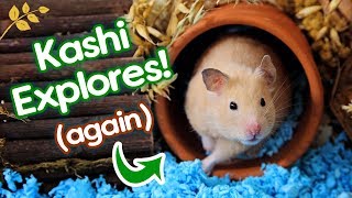 Hamster "Kashi" Explores Again! | Savannah Grasslands & Desert Oasis Cage