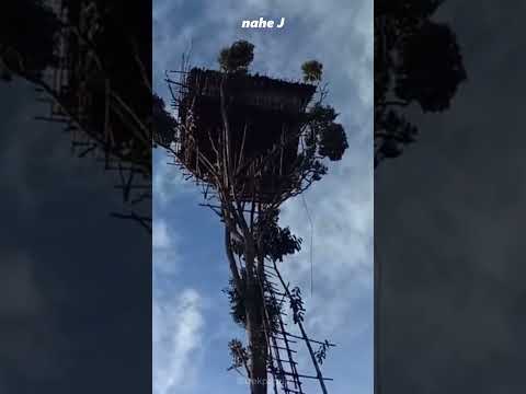 This Tribe Living in Tree Houses / Korowai Tribe