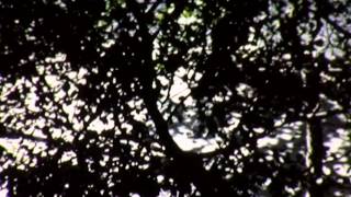 Leaves - Jim Jennings 1975