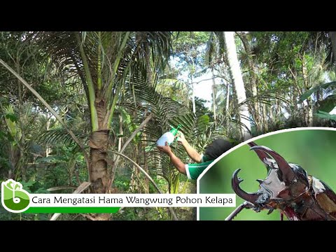 , title : 'Cara Mengatasi Hama Wangwung Yang Banyak Menyerang Pohon Kelapa'