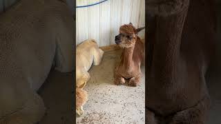 Staying Cool With Alpacas - Rosie Mae's Wildwood GA. #alpaca, #alpacafarm, #alpacas, #dustycruises