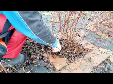 Cum întinerim un afin