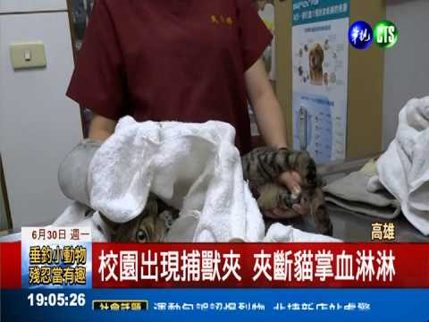 校園驚現捕獸夾 "咬斷"貓咪前掌