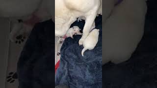 White Shepherd Puppies Videos