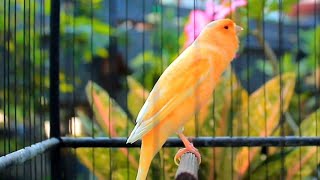 Download lagu Suara kenari gacor durasi panjang, Masteran Kenari cengkok mewah ngalun cocok untukpancingan 329 mp3
