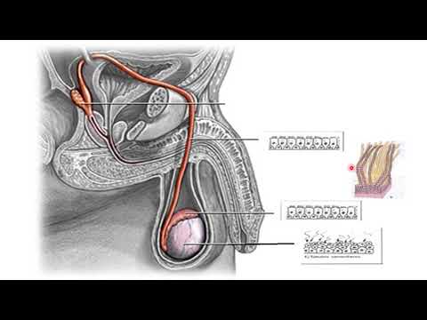 6 Vías espermáticas y órgano copulador