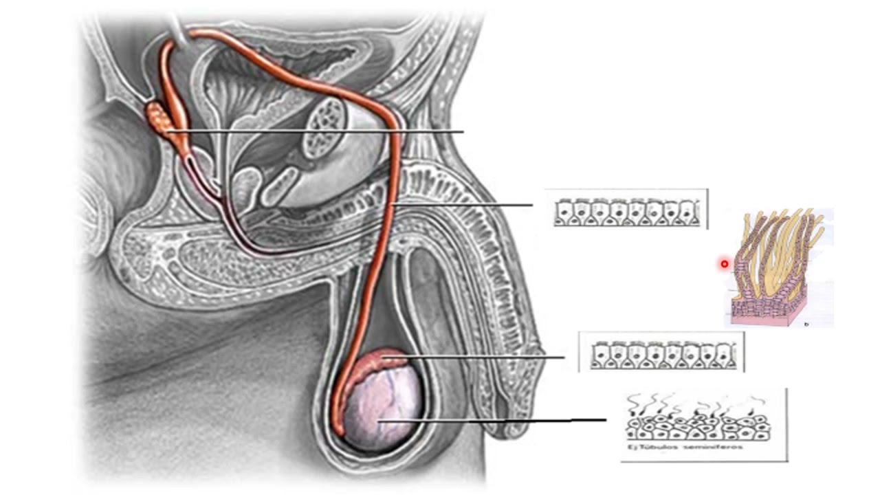 6 Vías espermáticas y órgano copulador