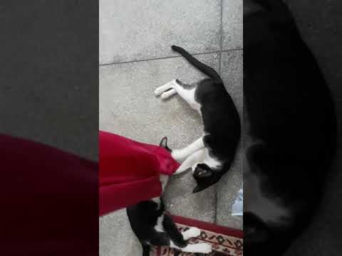 #Fun with Meow# just watching my cats can make me happy#My love my world 🐹🐹🙀plz follow me guys 🐹🐹