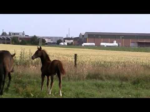 Hengstfohlen v. FS Numero Uno