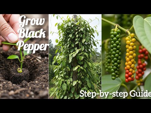 How to Grow Black Pepper Step-by-Step