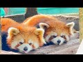 Red Pandas Sleeping Together #cute #redpanda