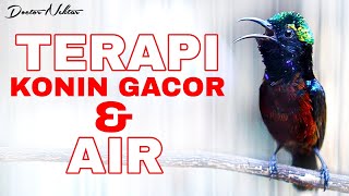 Download lagu TERAPI KONIN GACOR FULL ISIAN DENGAN SUARA GEMRICIK AIR COCOK BUAT KOLIBRI NINJA STRES/MACET BUNYI mp3