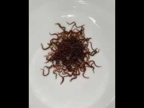 Have you been slowly KILLING your Axolotl? 🤔