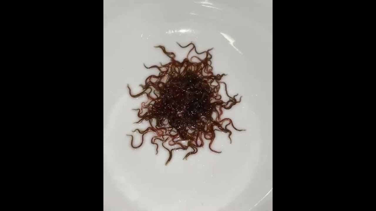 Have you been slowly KILLING your Axolotl? 🤔